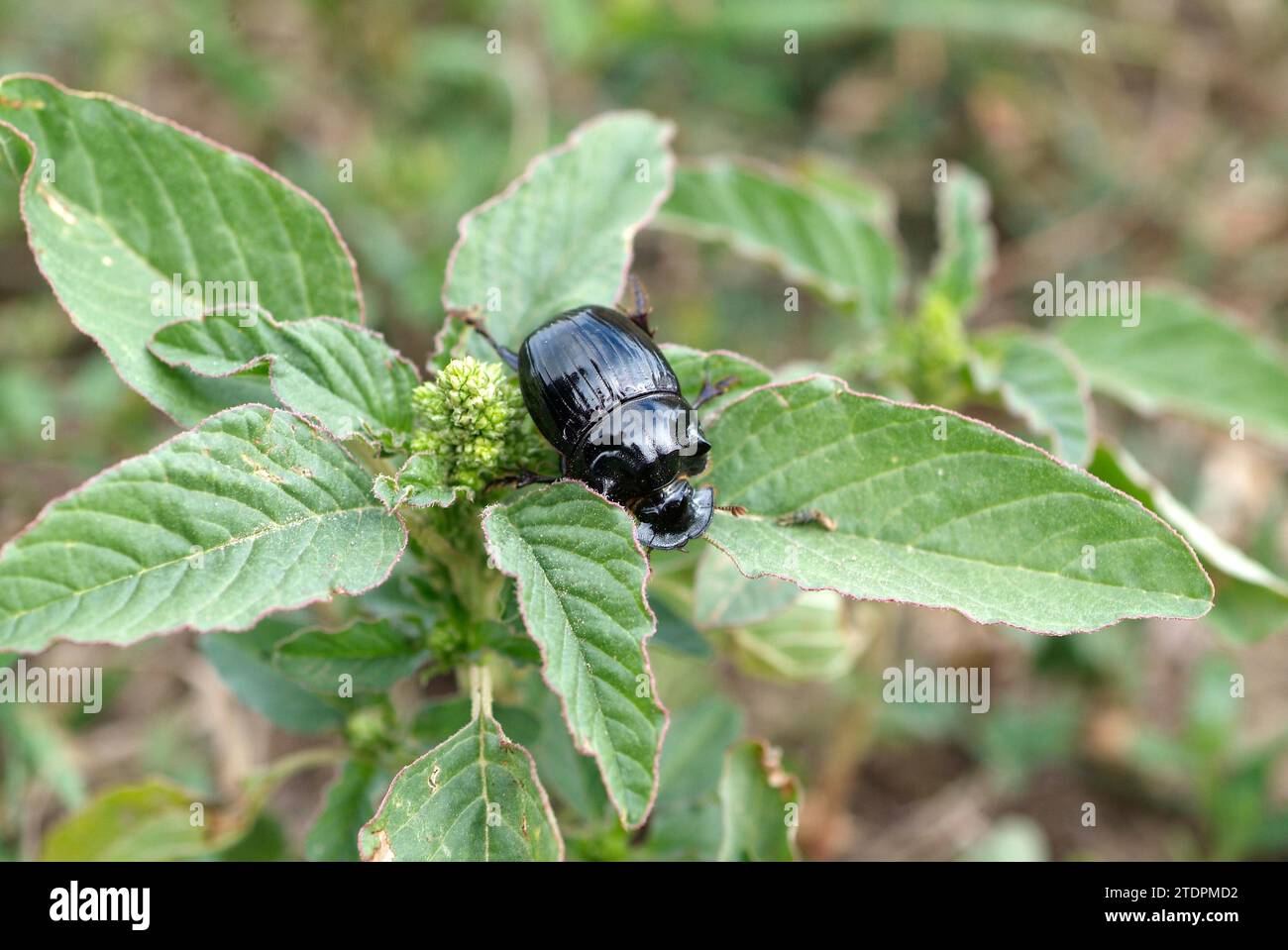 Horned dung beetle female (Copris lunaris) is a beetle native to Eurasia. Stock Photo