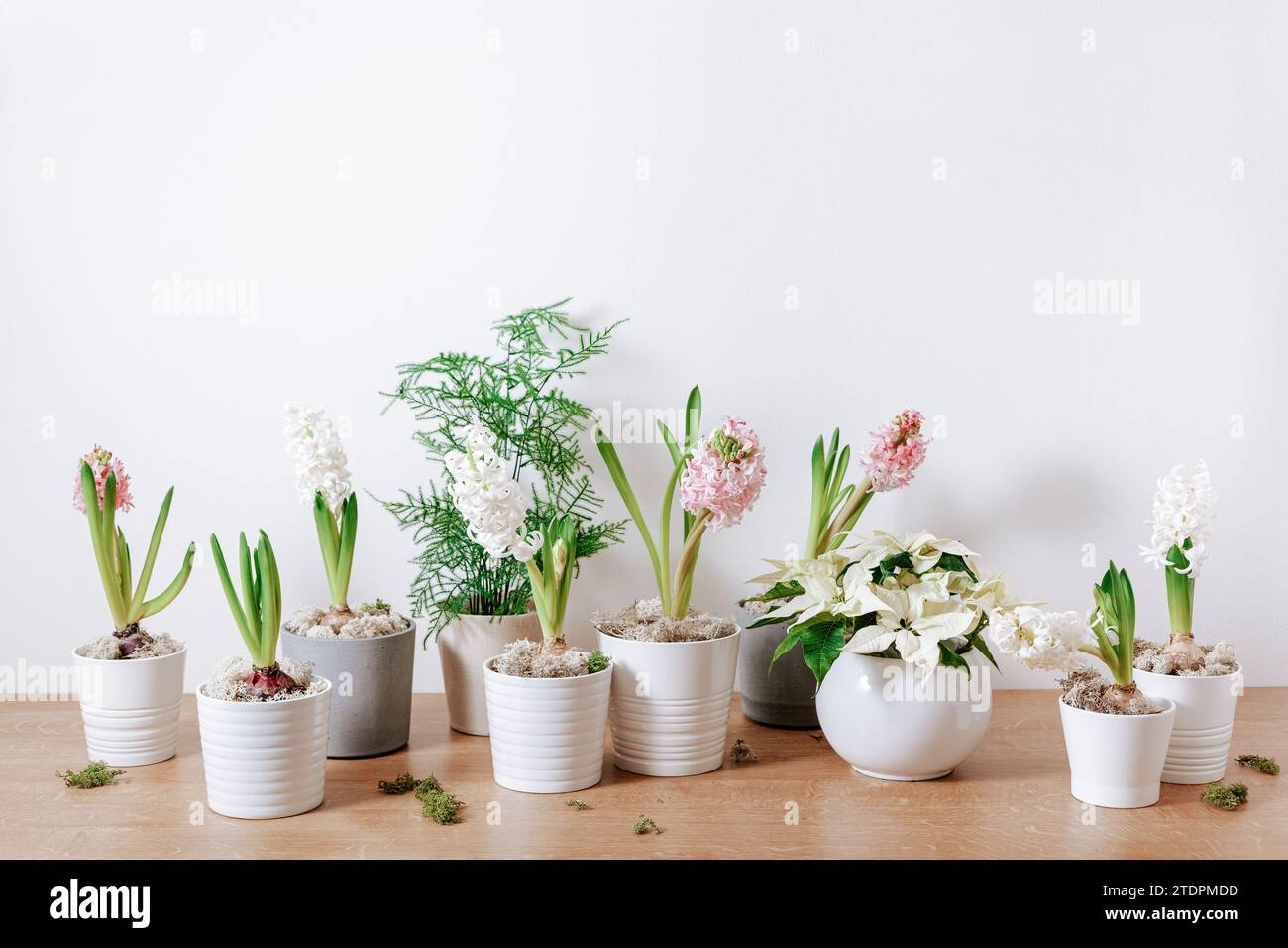 white pink hyacinth traditional winter christmas or spring flower Stock Photo