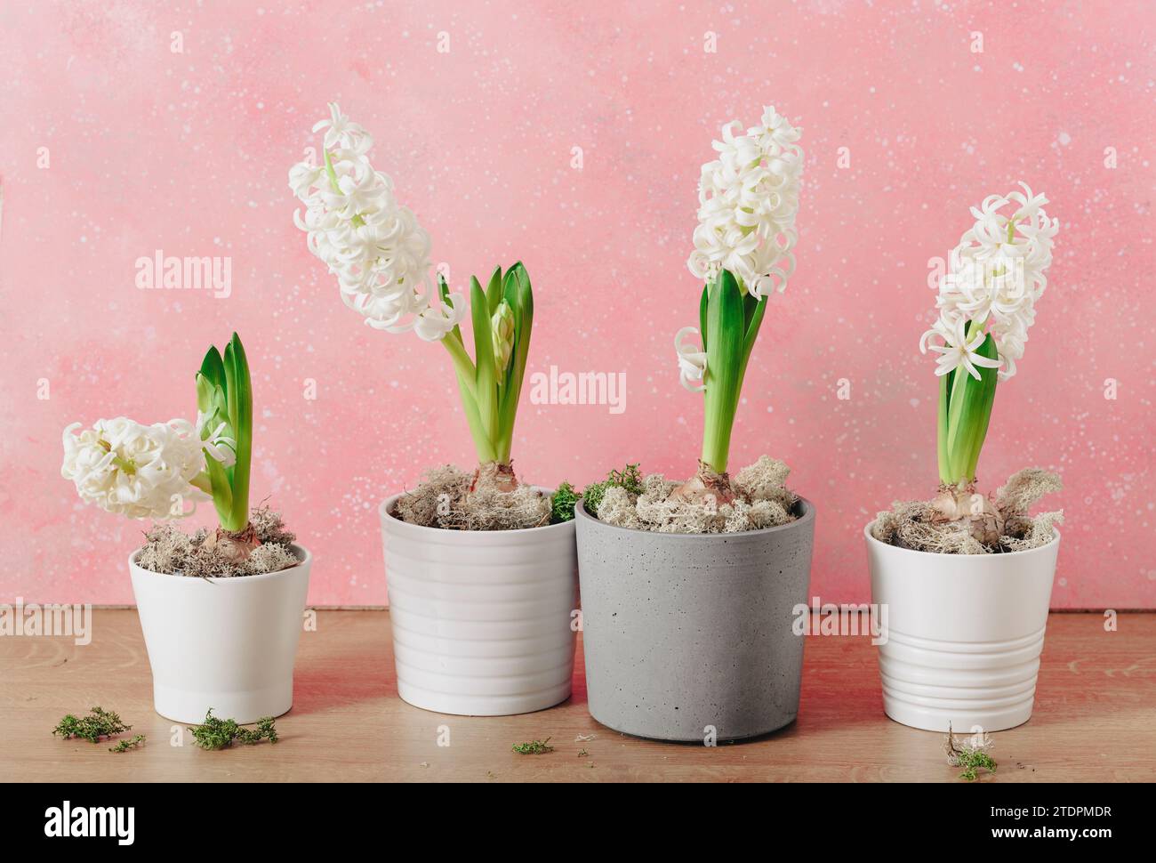 white pink hyacinth traditional winter christmas or spring flower Stock Photo