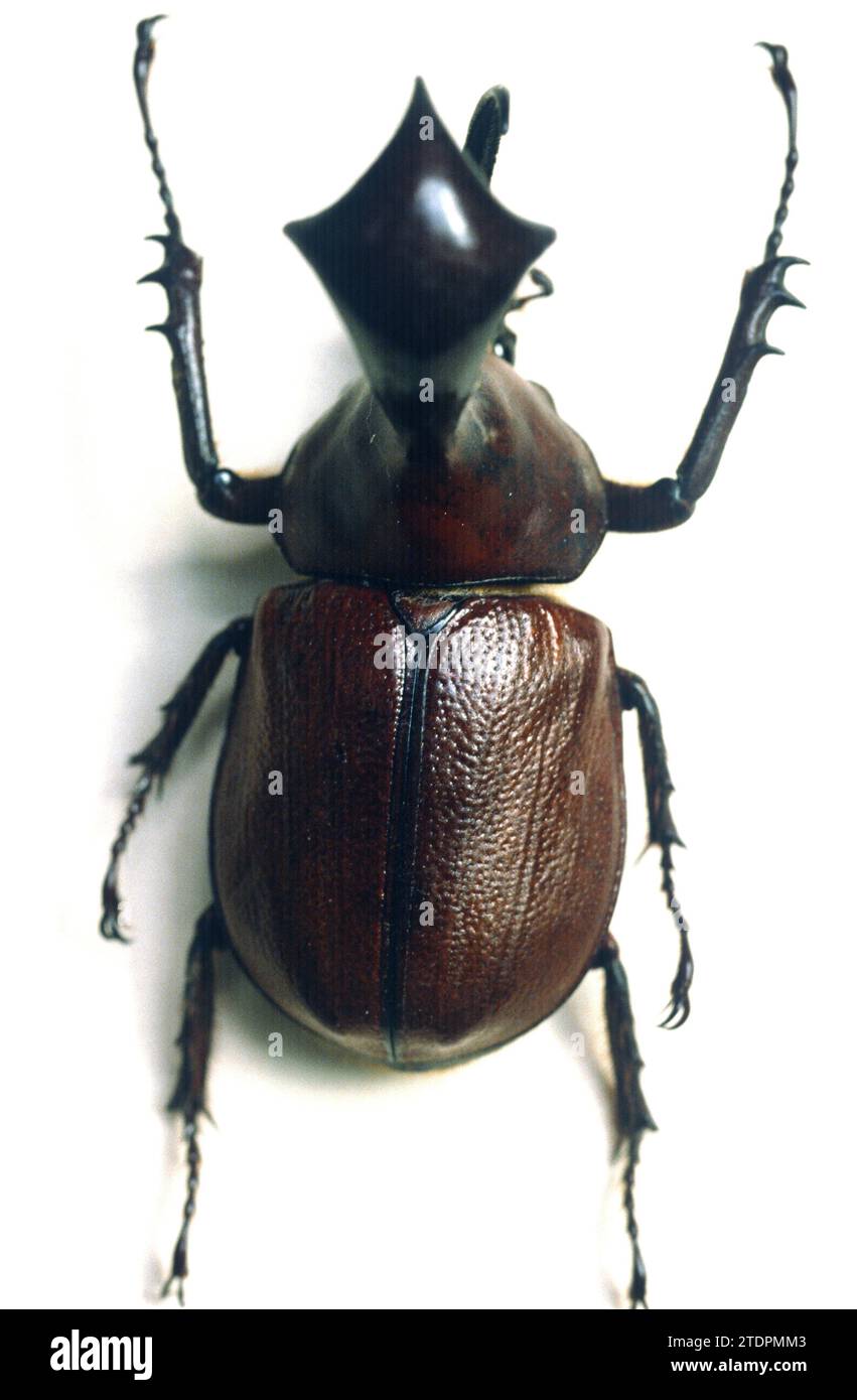 Giant rhinoceros beetle (Golofa claviger) is a beetle native to Ecuador and Peru. Stock Photo