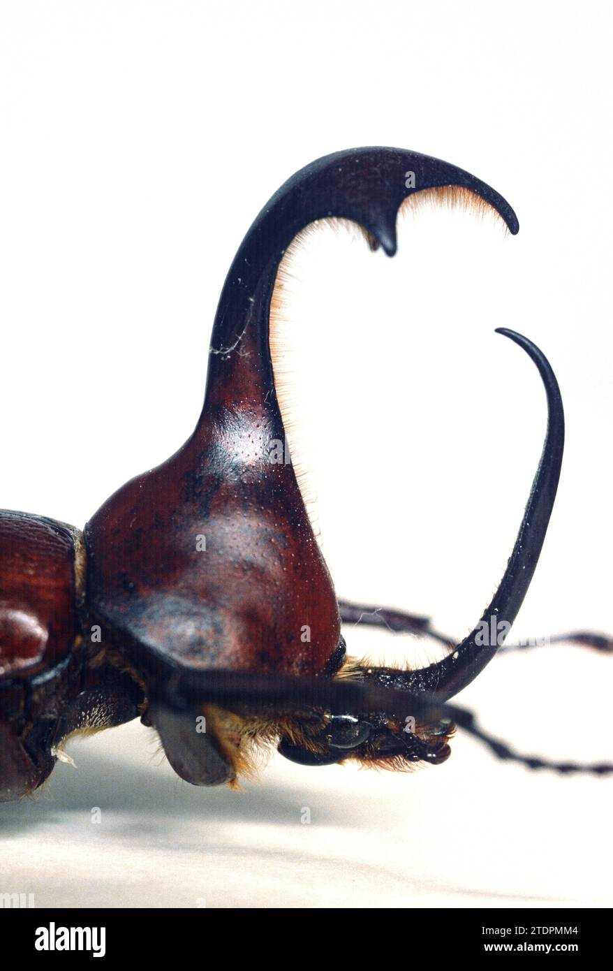 Giant rhinoceros beetle (Golofa claviger) is a beetle native to Ecuador and Peru. Head and thorax. Stock Photo