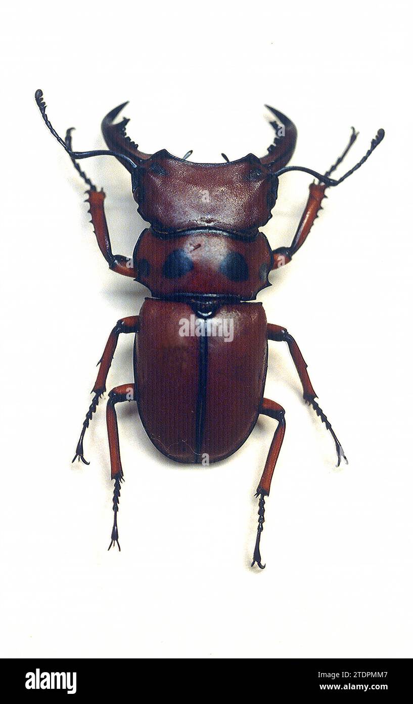 Stag beetle (Homoderus mellyi) is a big beetle native to central Africa