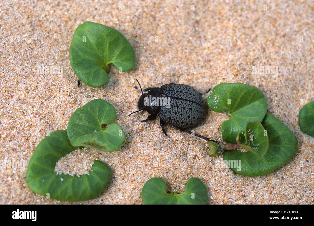 Pimelia fornicata is a medium beetle native to Spain and northern Africa. This photo was taken in Barbate dunes, Cadiz province, Andalusia, Spain. Stock Photo