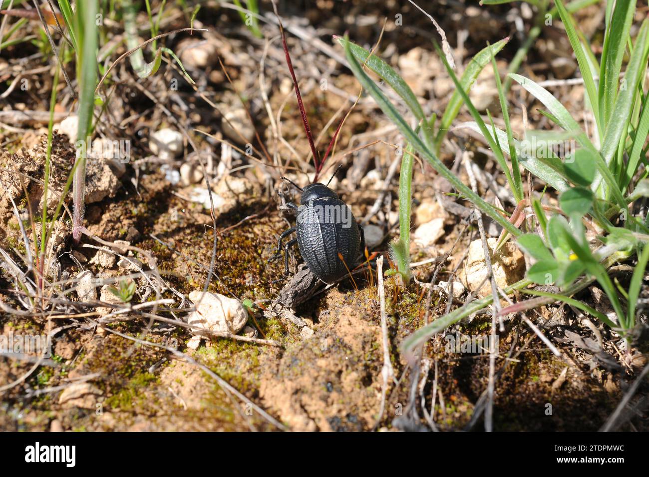Pimelia rotundata or pimelia hispanica is a beetle native to southern Spain. This photo was taken in Sorbas, Almeria province, Andalusia, Spain. Stock Photo