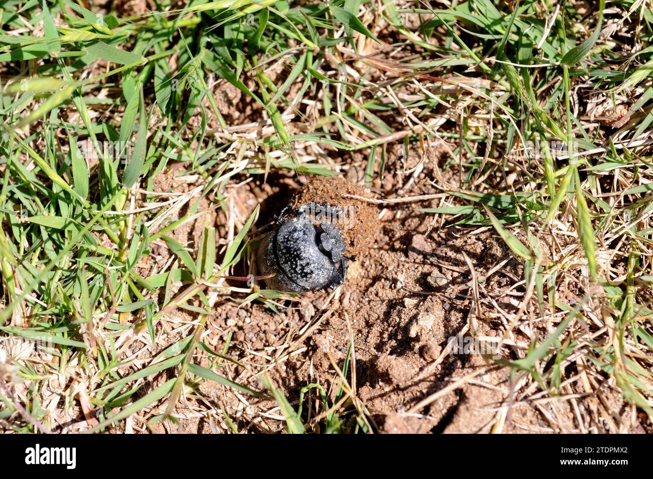 Sacred scarab (Scarabeus sacer) is a dung beetle native to Mediterranean Basin and Asia. Stock Photo