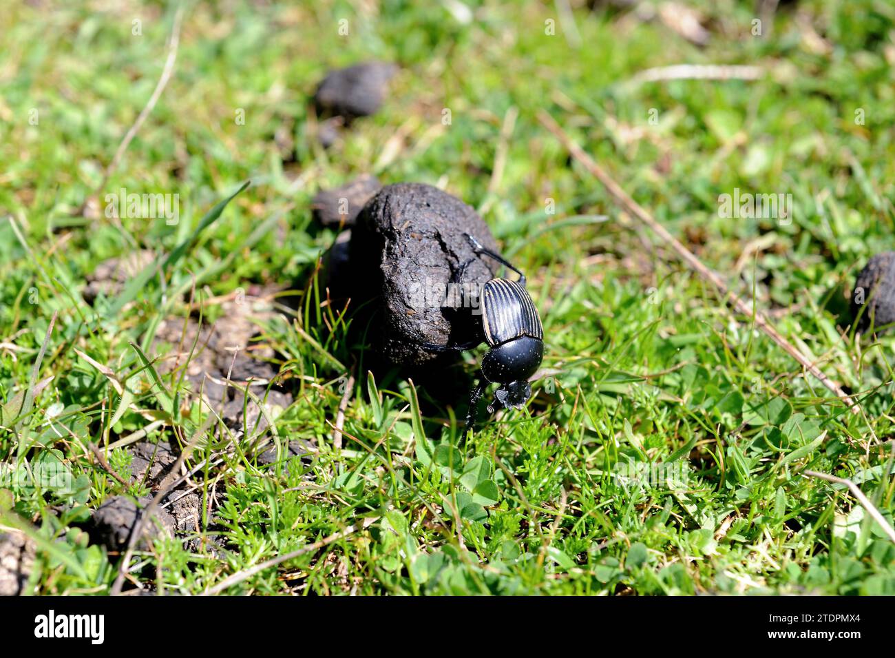 Sacred scarab (Scarabeus sacer) is a dung beetle native to Mediterranean Basin and Asia. Stock Photo