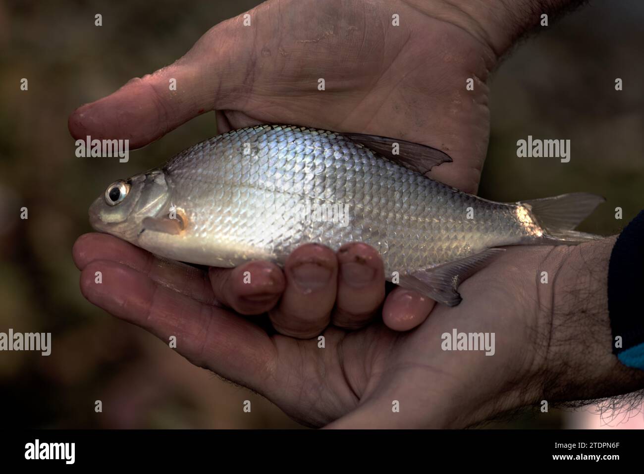 Small fish caught in net hi-res stock photography and images - Alamy