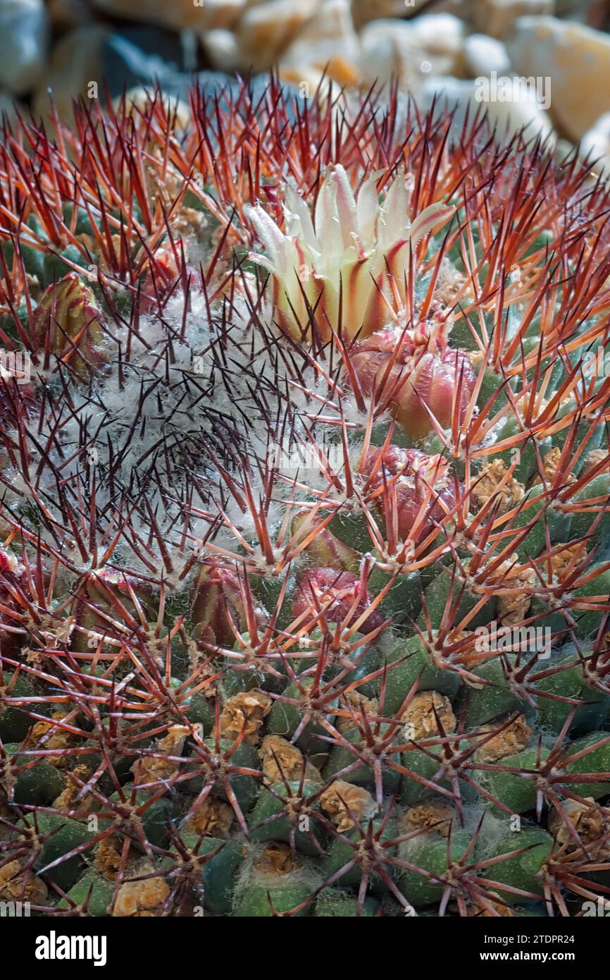 Mammillaria cactus hi-res stock photography and images - Page 20 - Alamy
