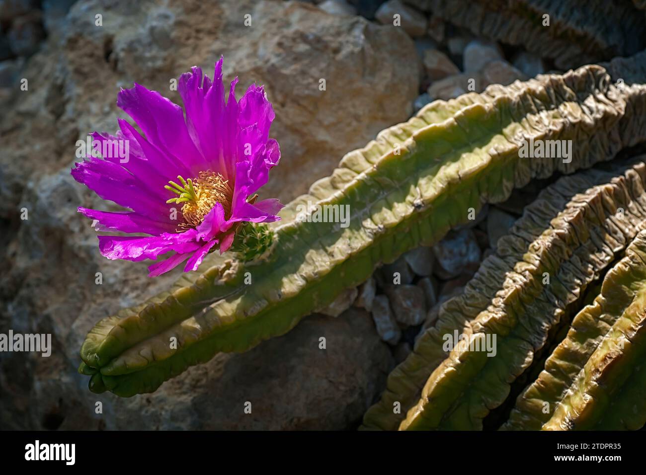 Echinocereus viereckii subsp. morricalii, Cactaceae. Ornamental succulent plant. rare cactus. globular shape, pink flower. Stock Photo