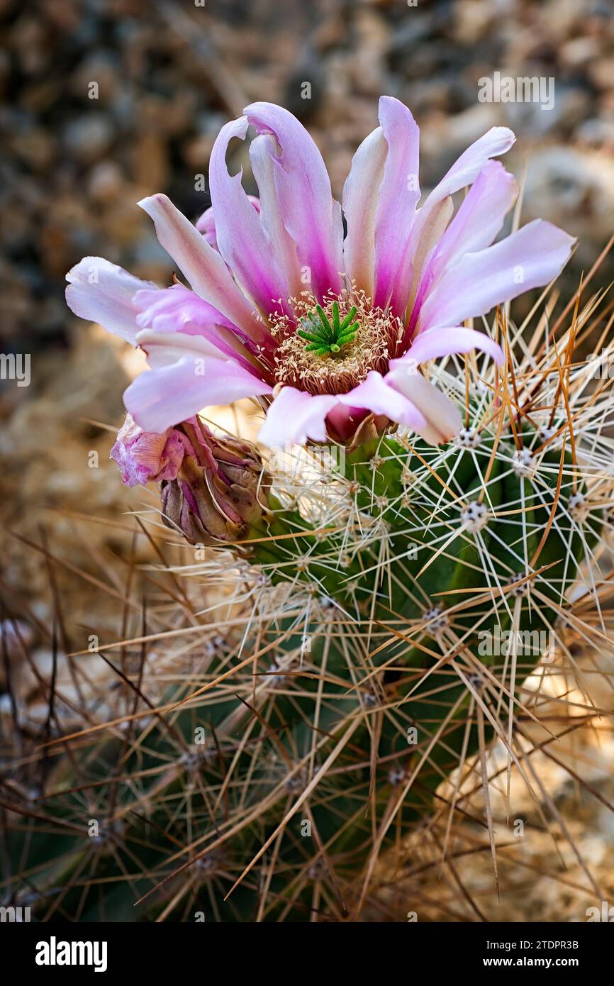 Echinocereus enneacanthus, Cactaceae. Ornamental succulent plant. rare cactus. globular shape, pink flower. Stock Photo