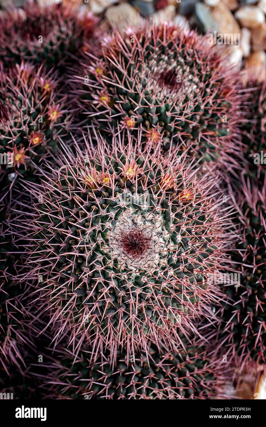 Mammillaria carnea hi-res stock photography and images - Alamy