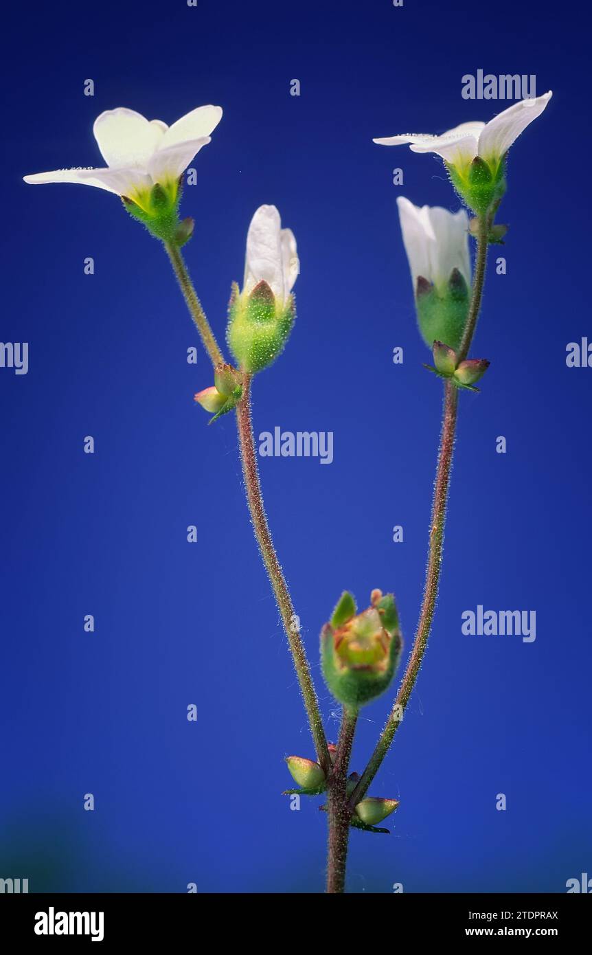 Saxifraga bulbifera, Saxifragaceae. Perennial herb, wild plant, birth flower. Stock Photo