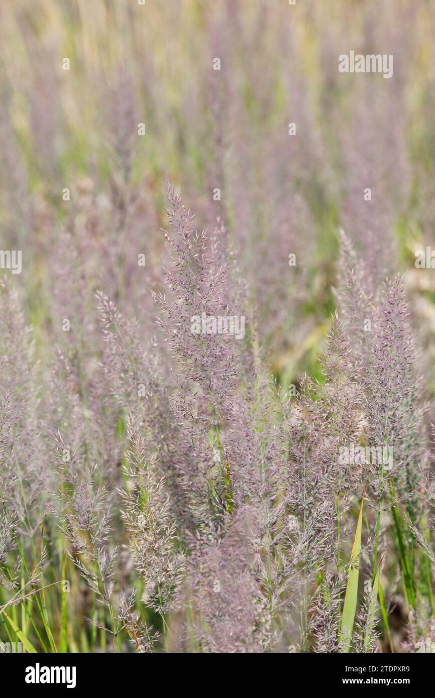 Calamagrostis brachytricha. Korean feather reed grass Stock Photo Alamy