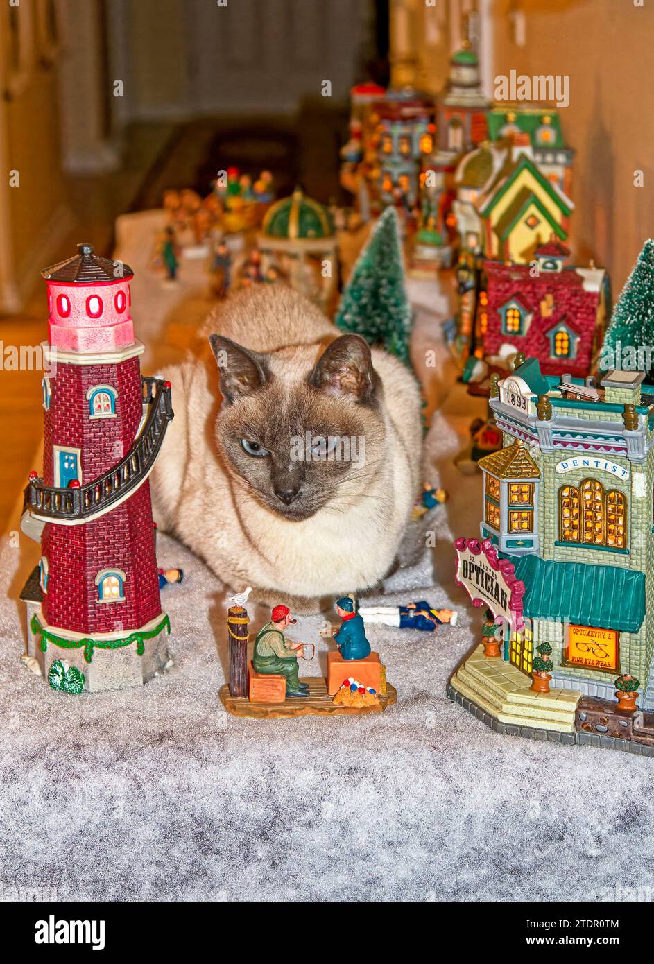 Tonkinese cat; sitting among ceramic village pieces; some figures knocked down, Christmas decoration; animal; cute; feline; inquisitive; pet; PR Stock Photo