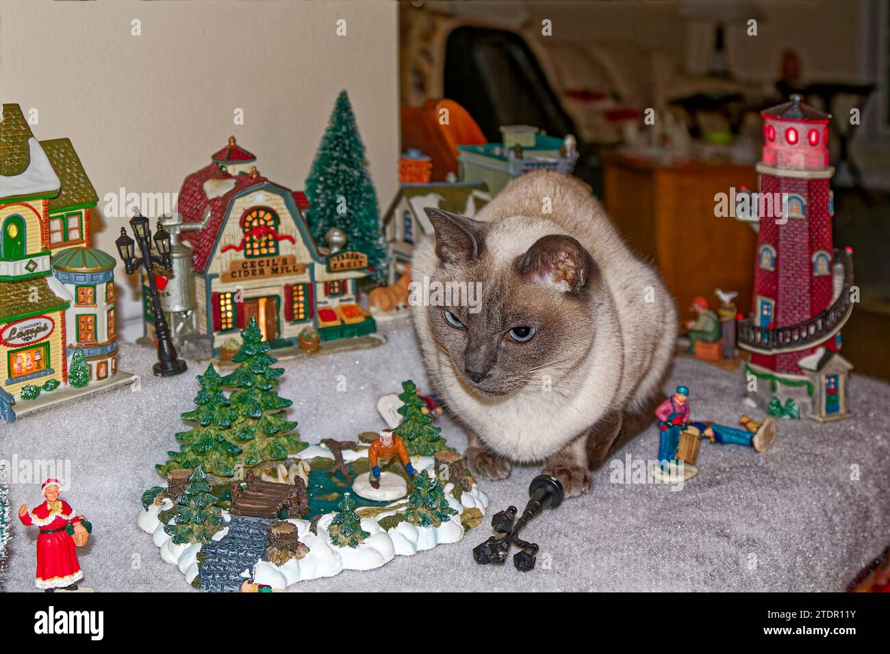 Tonkinese cat; sitting among ceramic village pieces; some figures knocked down, Christmas decoration; animal; cute; feline; inquisitive; pet; PR Stock Photo