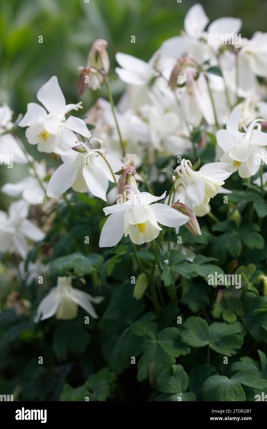 Aquilegia flowering in an English cottage garden. Columbine flower. Stock Photo
