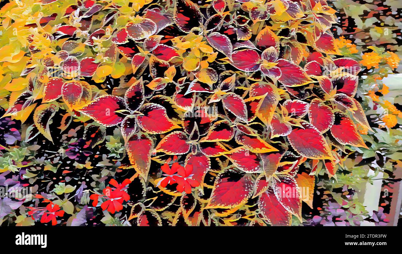 Autumn leaves up close Stock Photo - Alamy