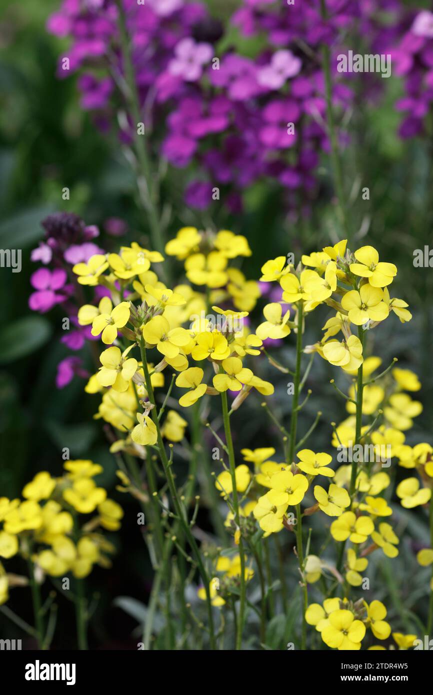 Erysimum flowers. Wallflowers in the garden. Stock Photo