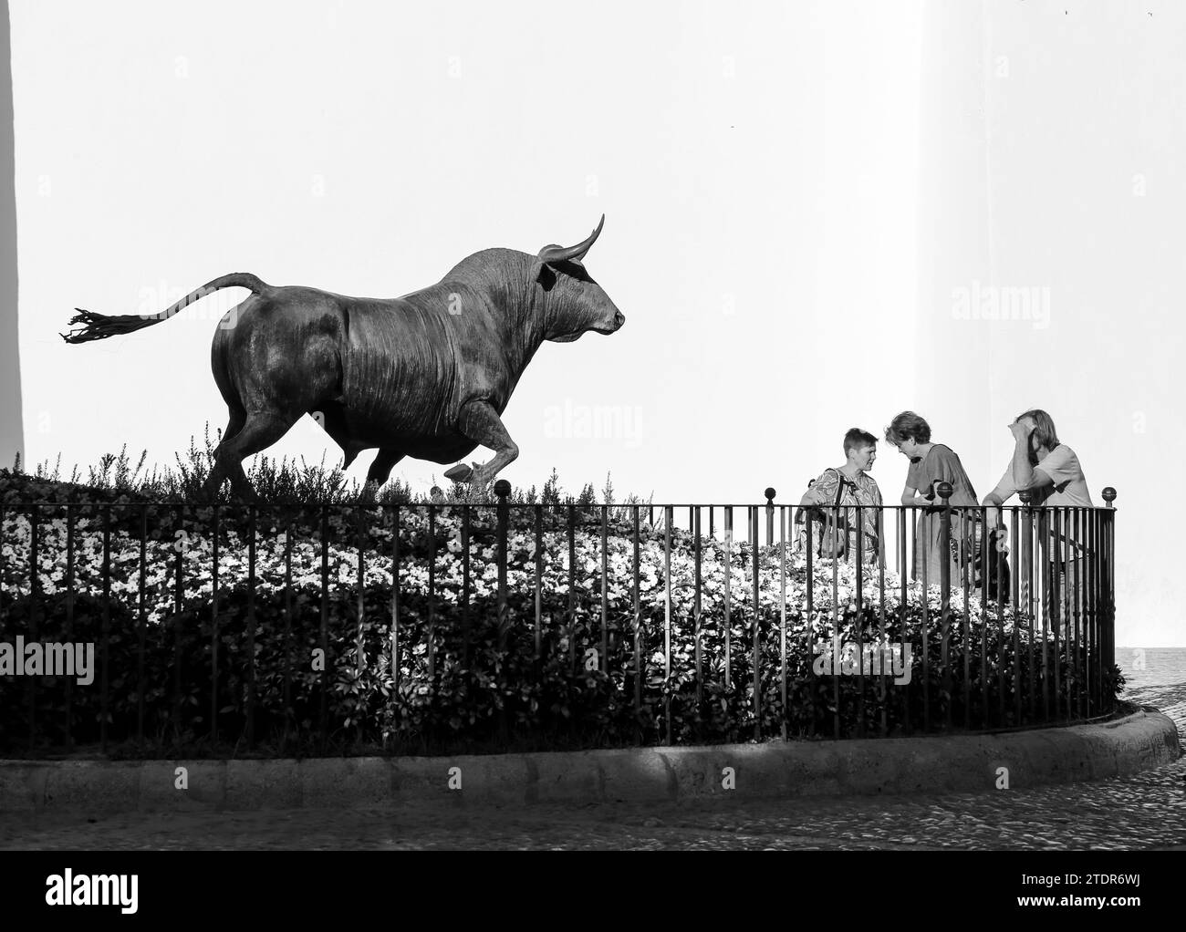 Ronda, Malaga, Spain- October 23, 2023: Bull sculpture at The Real Maestranza bullring in Ronda city Stock Photo