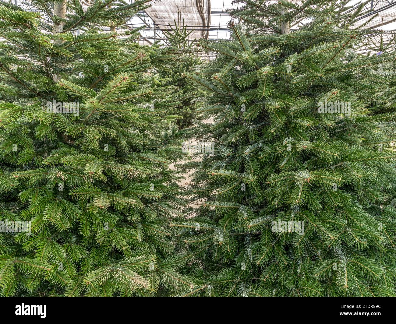 A wide selection of holiday trees being sold at the market place Stock Photo Alamy