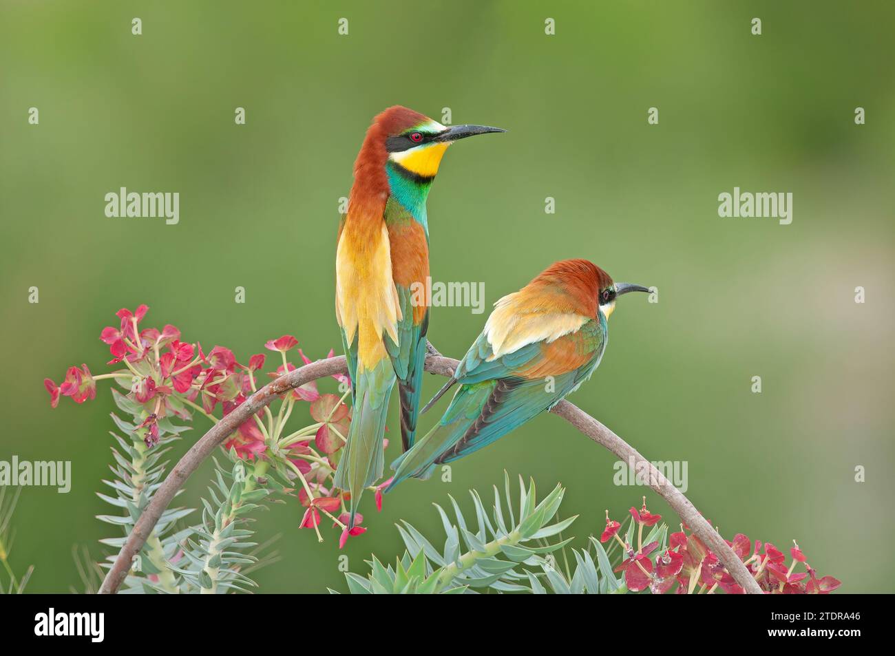 European Bee-eaters, Merops apiaster on the branch. Green background. Colourful birds. Stock Photo