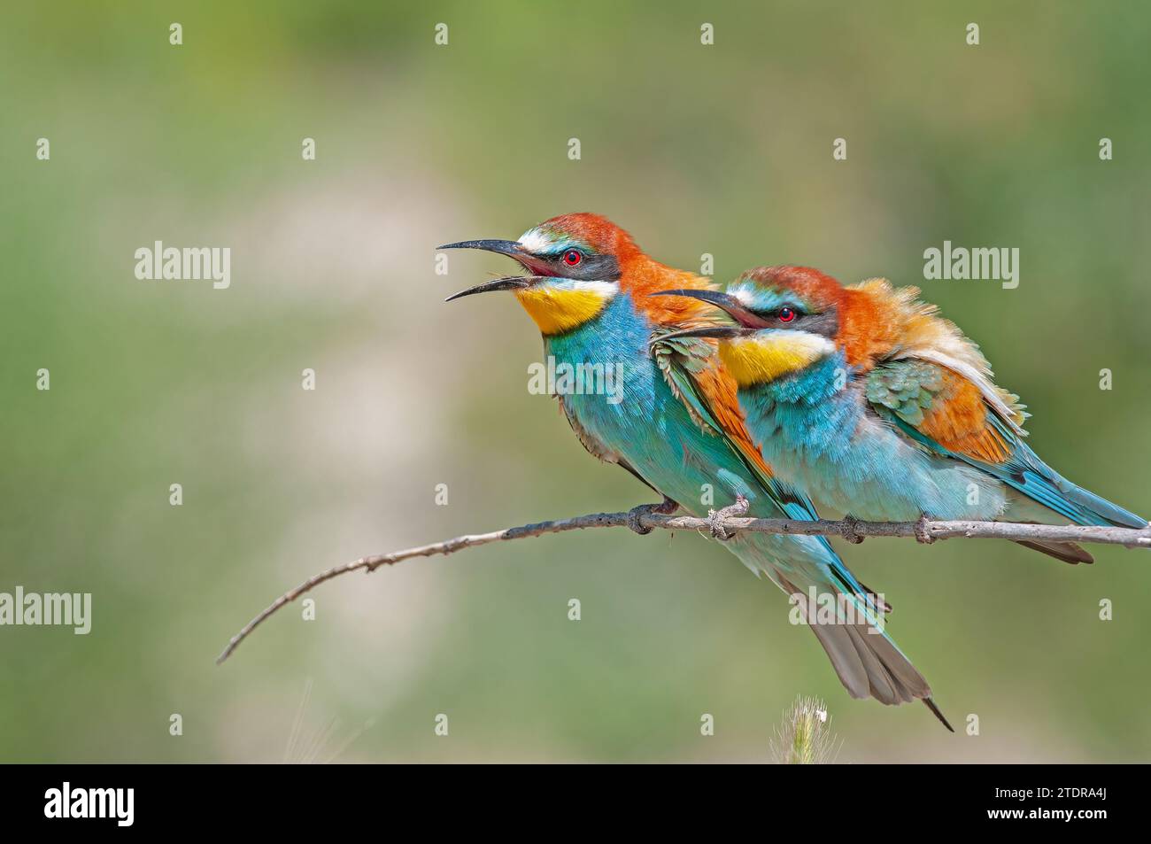 European Bee-eaters, Merops apiaster on the branch. Green background. Colourful birds. Stock Photo