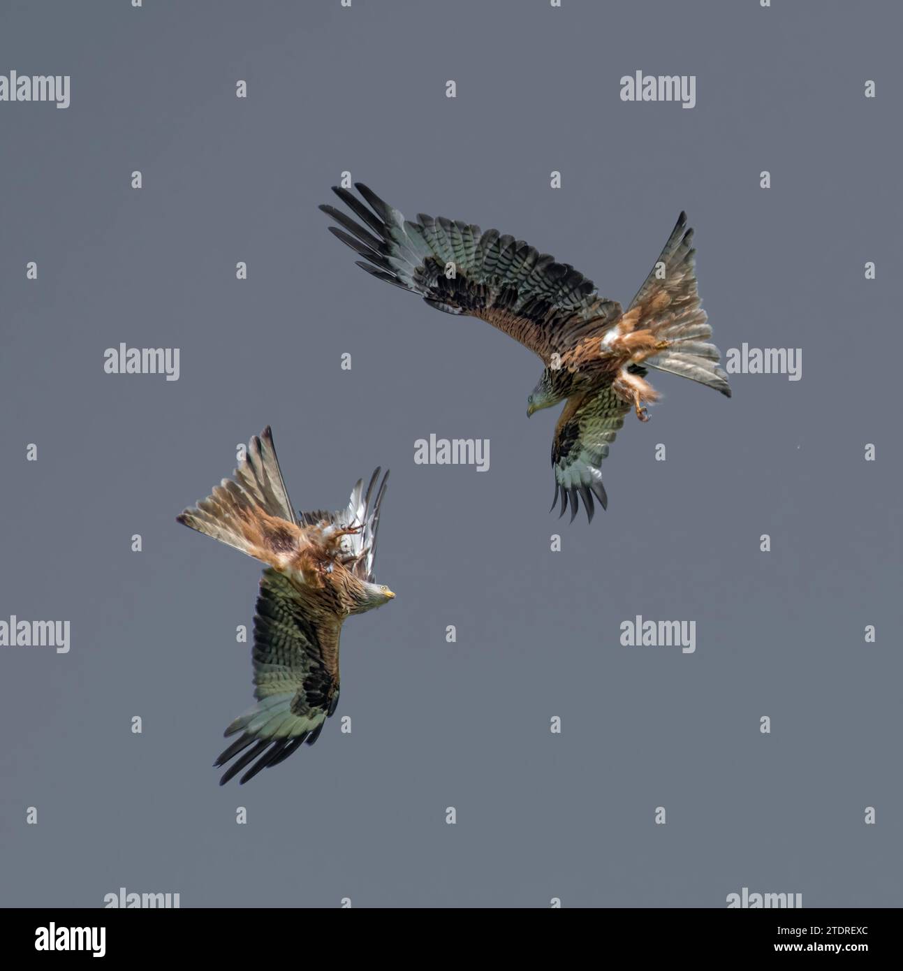 Two red kites hi-res stock photography and images - Alamy