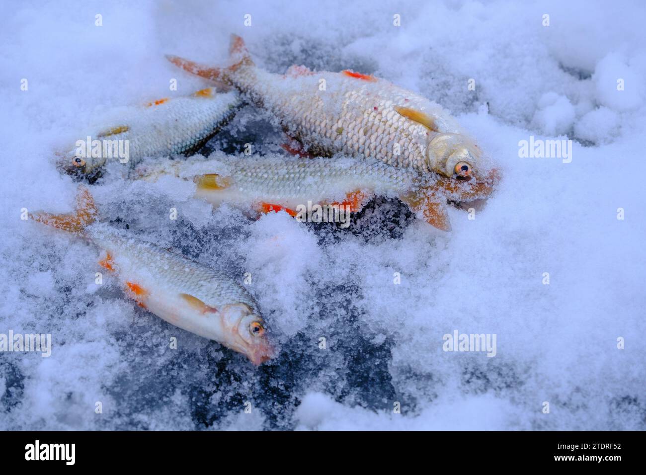Winter fishing.Fish roach closeup on the ice. Stock Photo