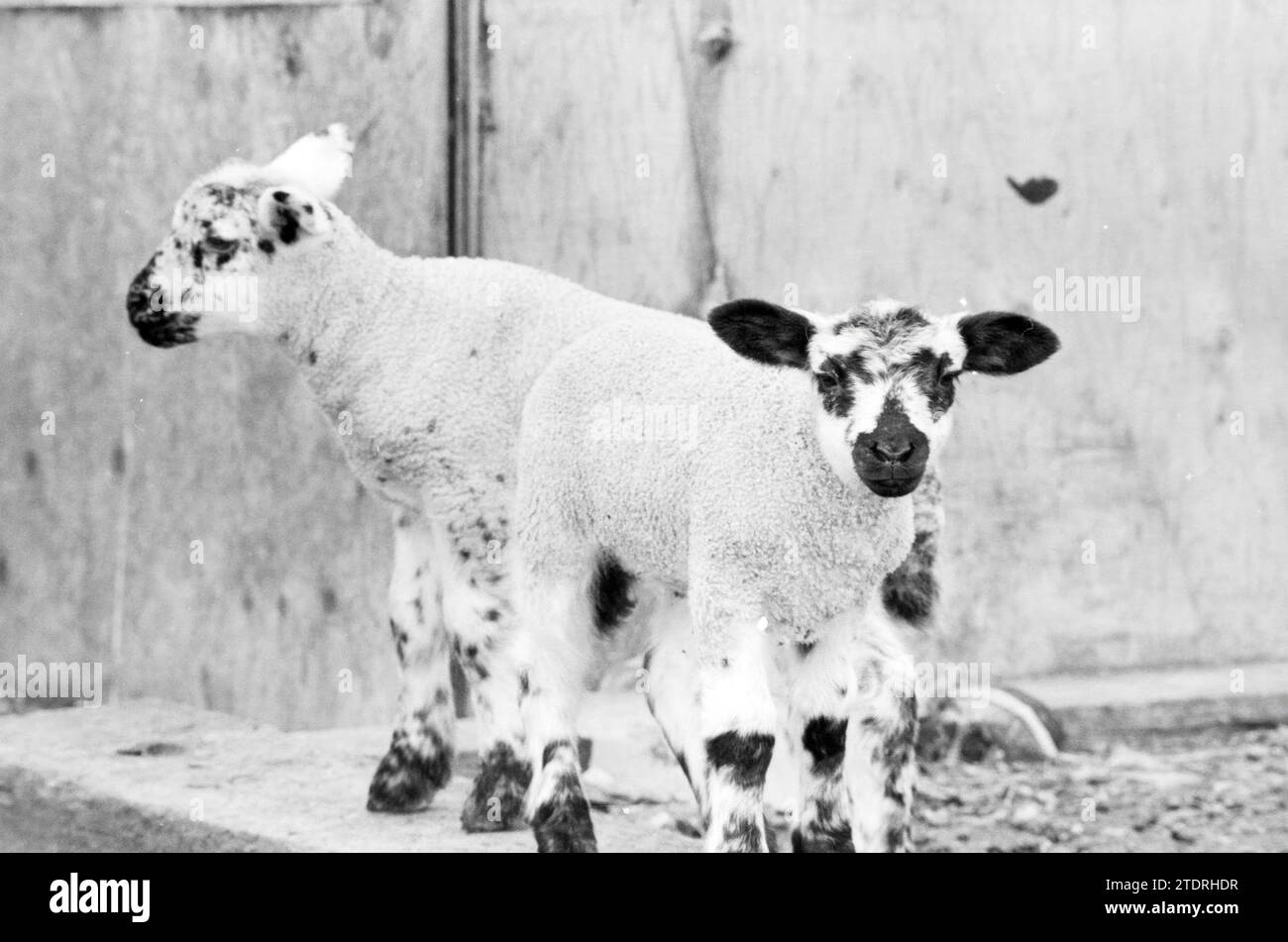 Black and white dotted lambs, Hillegommerdijk, Animals, Hillegom, Hillegommerdijk, 04-05-1987, Whizgle News from the Past, Tailored for the Future. Explore historical narratives, Dutch The Netherlands agency image with a modern perspective, bridging the gap between yesterday's events and tomorrow's insights. A timeless journey shaping the stories that shape our future Stock Photo