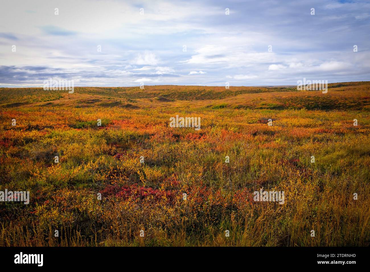 Autumn Colors of  the Arctic tundra south of Tuktoyaktuk, Northwest Territory,Canada Stock Photo