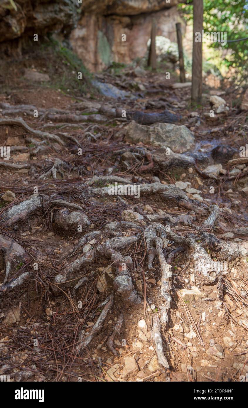 Roots securing the soil of steep path. How do roots prevent soil erosion Stock Photo