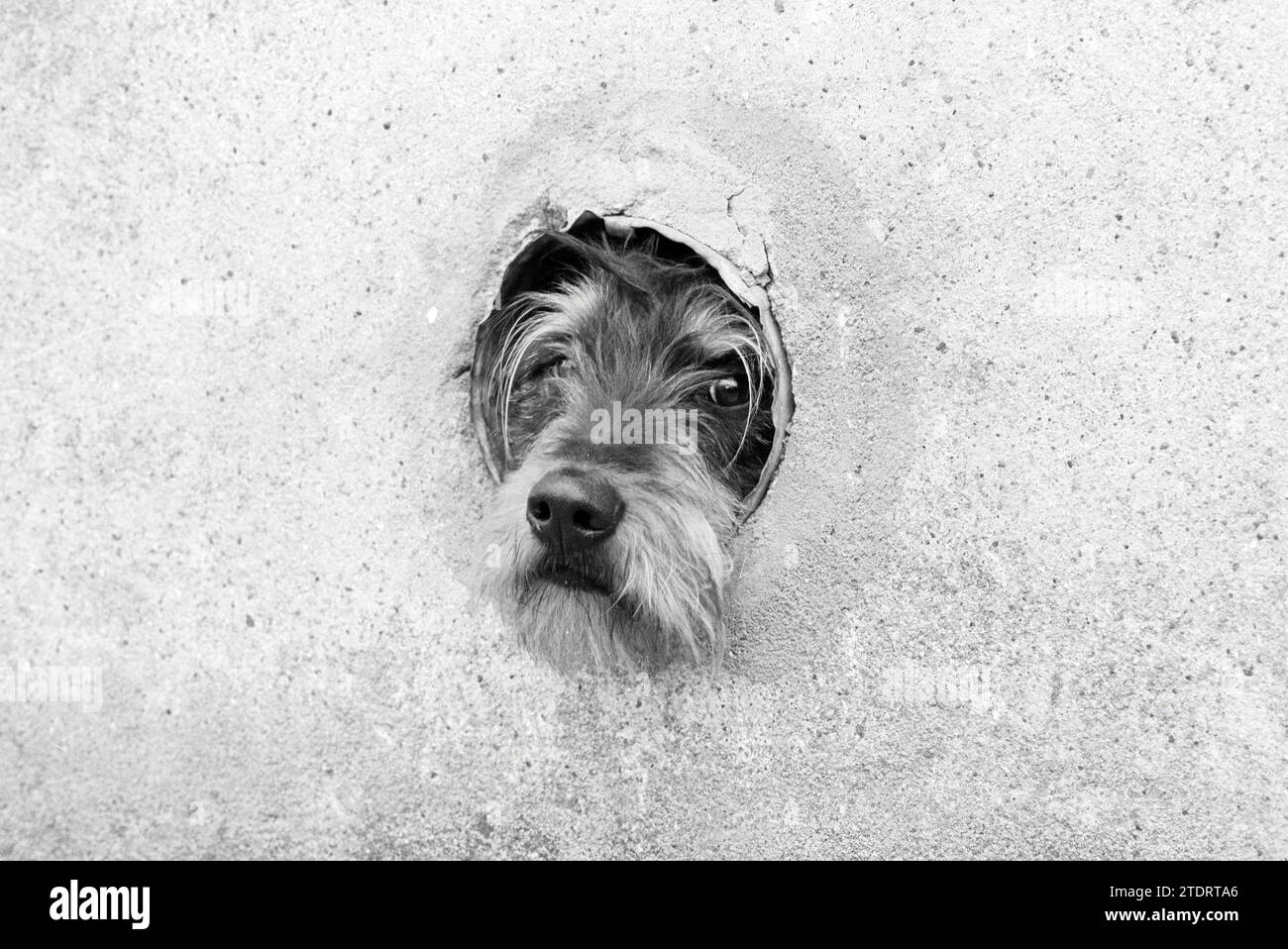 Dog in hole of wall, Dogs, 09-04-1980, Whizgle News from the Past, Tailored for the Future. Explore historical narratives, Dutch The Netherlands agency image with a modern perspective, bridging the gap between yesterday's events and tomorrow's insights. A timeless journey shaping the stories that shape our future Stock Photo