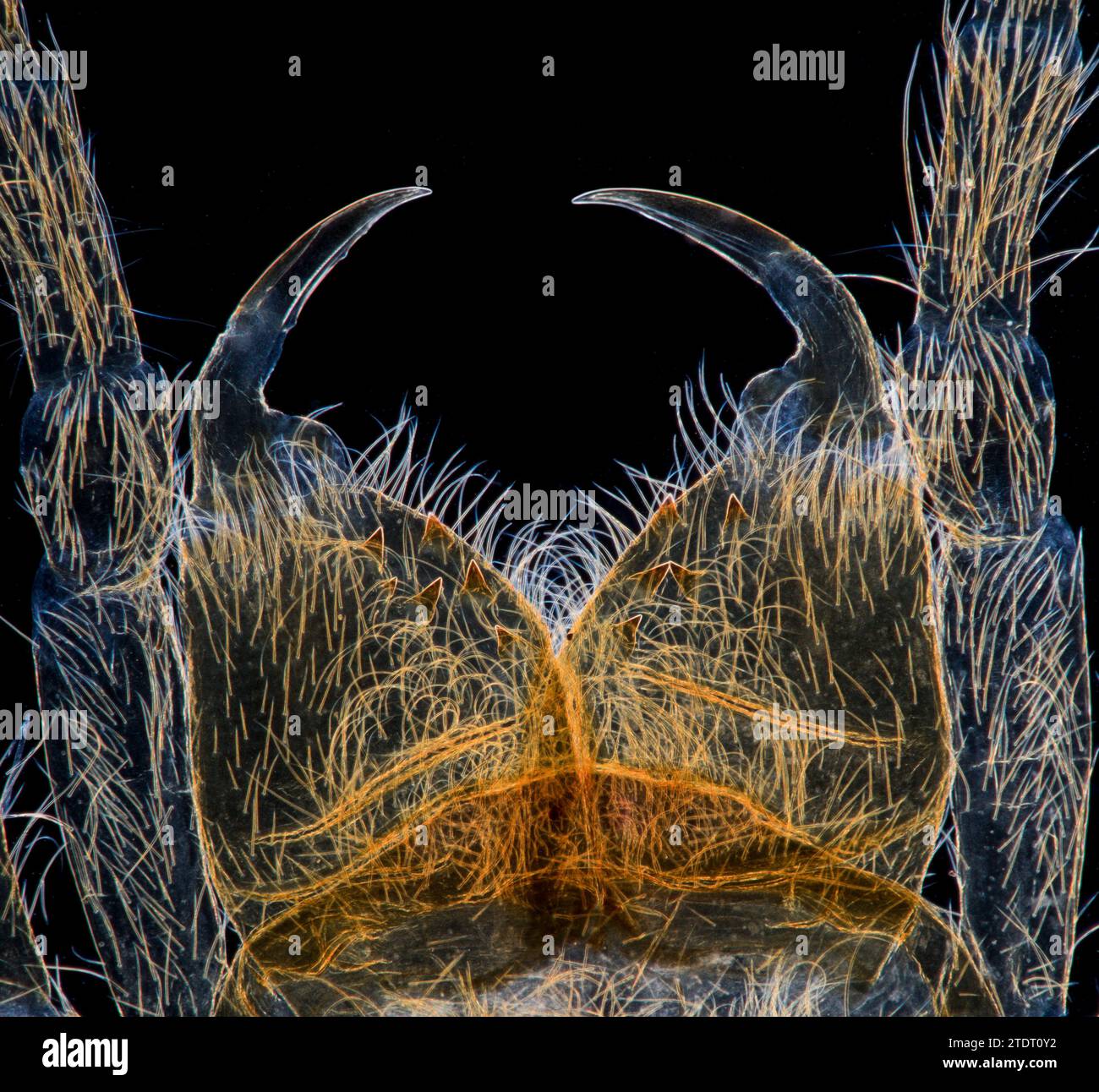 Spider jaws, water Spider, Argyroneta aquatica, darkfield photomicrograph Stock Photo