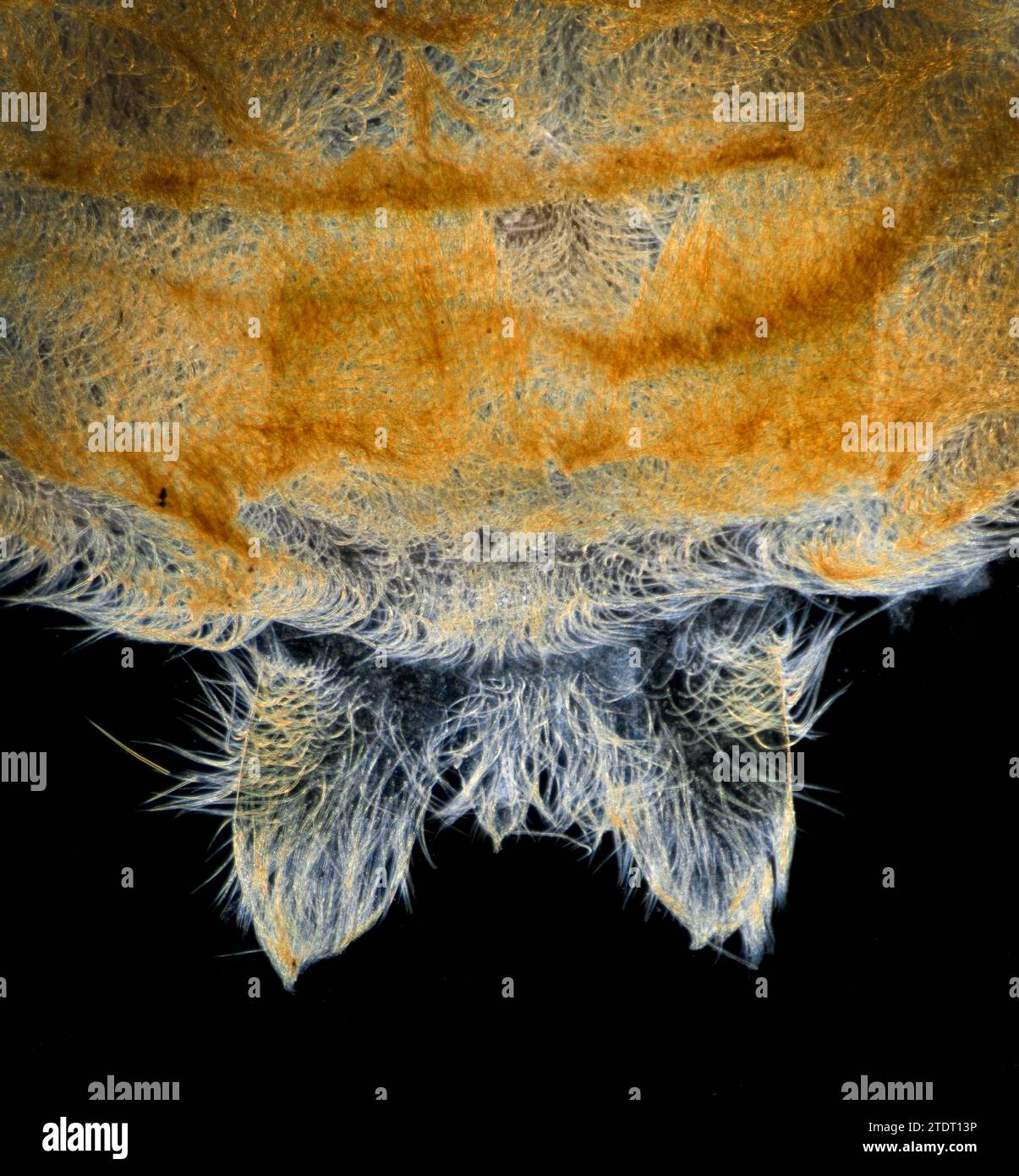 Spinnerets, water Spider, Argyroneta aquatica, darkfield photomicrograph Stock Photo