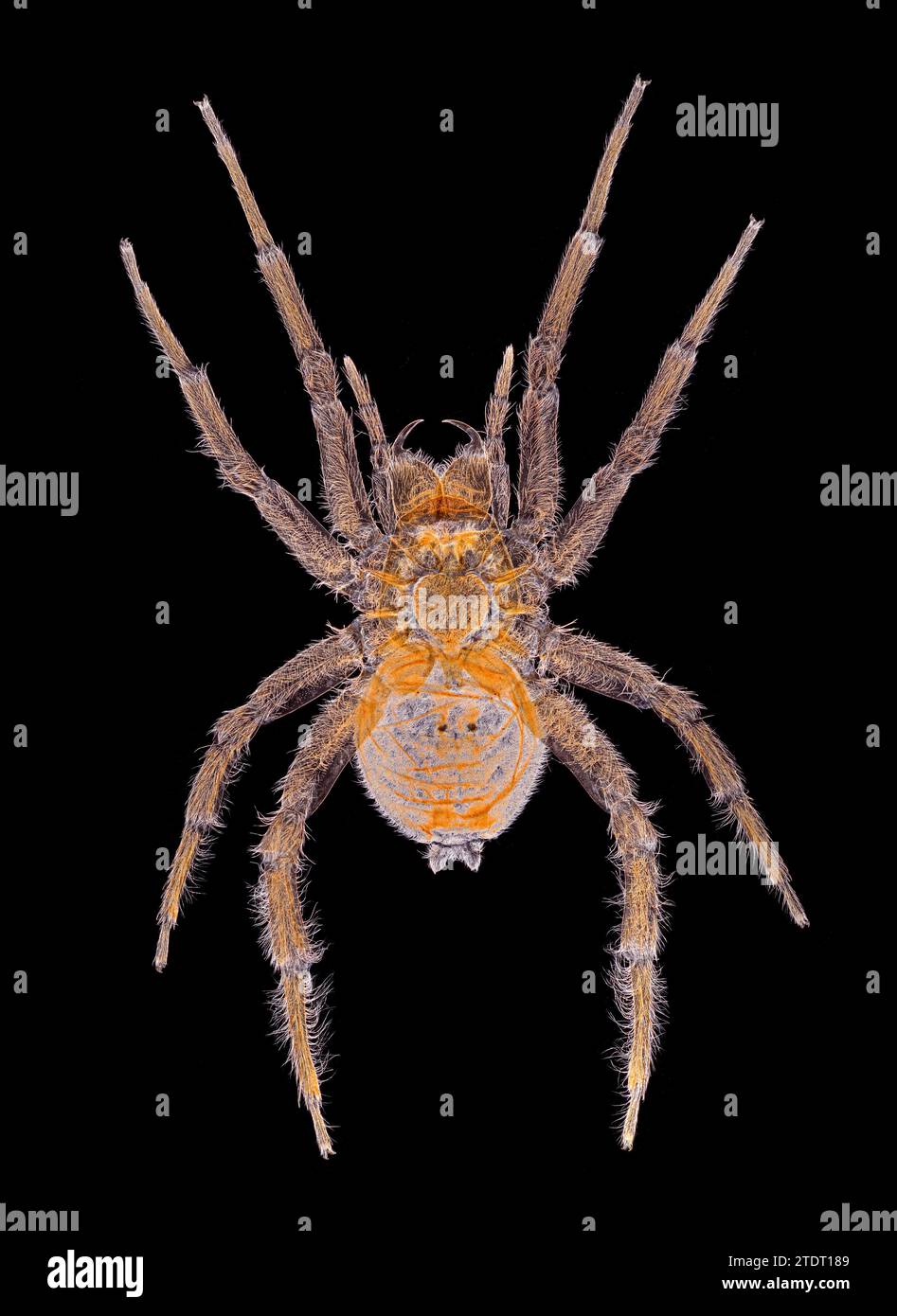 Water Spider, Argyroneta aquatica, darkfield photomicrograph Stock Photo