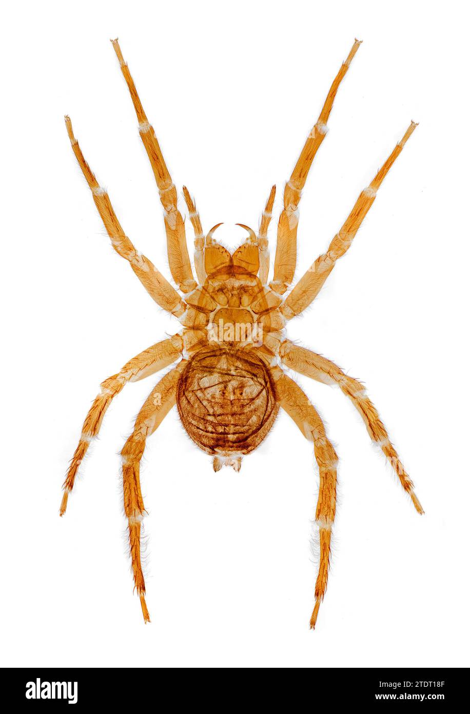 Water Spider, Argyroneta aquatica, brightfield photomicrograph Stock Photo