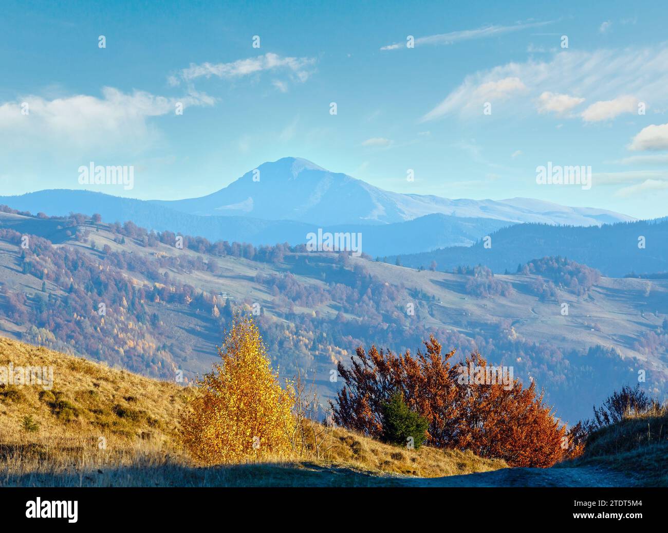 Autumn misty mountain landscape and yellow birch tree on slope in front ...
