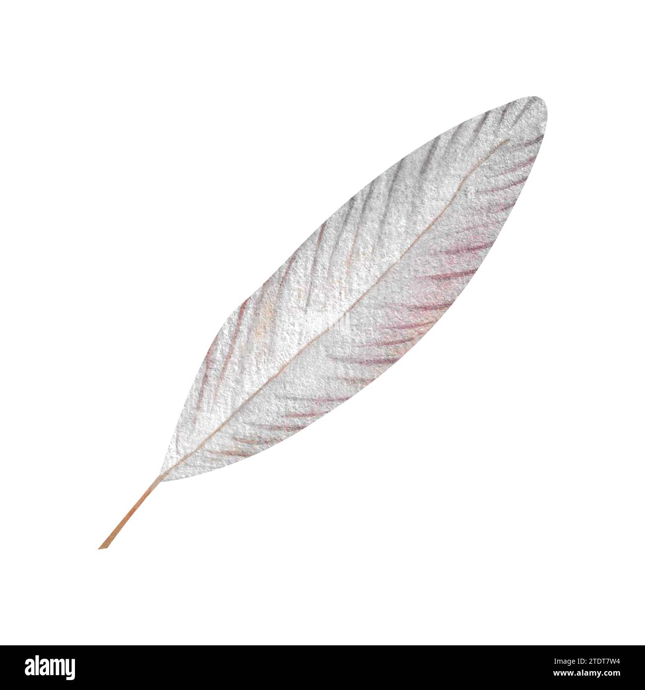 Watercolor swan grey feather Hand painted isolated bird quill for