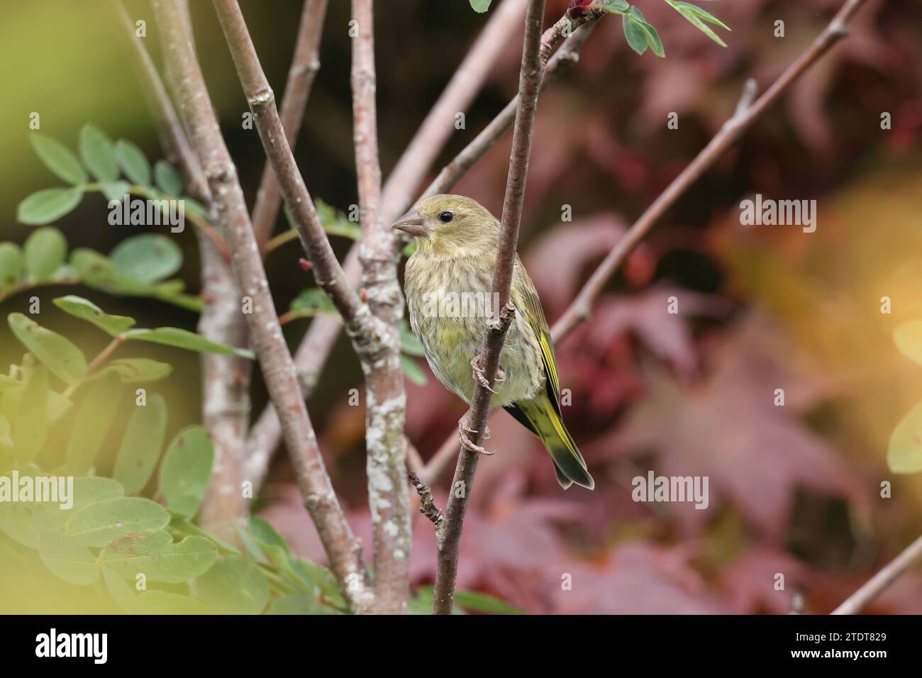 Greenfinch female, Carduelis chloris, perched in a garden setting, Mid Wales, uk Stock Photo