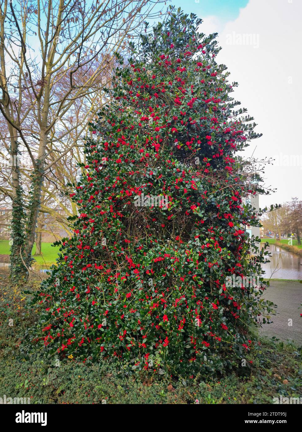 Common holly tree (Ilex aquifolium) in pyramidal shape with red colored berries. Stock Photo