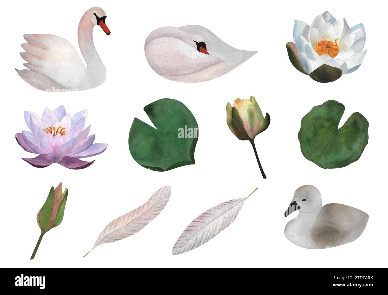 Delicate set of watercolor isolated light pink swans waterlilies buds leaves feathers little swan For stickers baby design wedding invitations 2024 Stock Photo