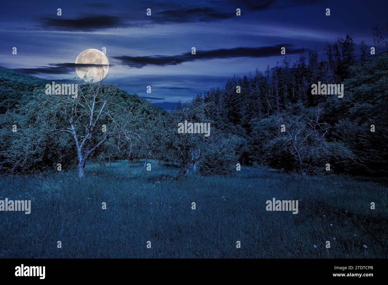 Moon Light Countryside grassy forest glade in summer at night. wonderful countryside scenery ...