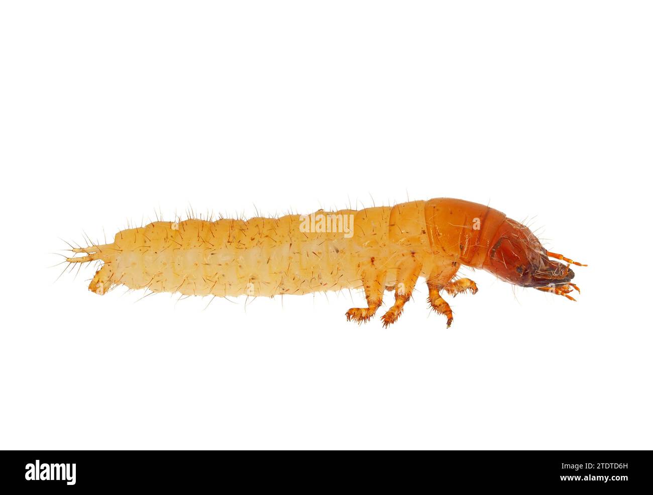 Ground beetle larva isolated on white background, Carabidae sp Stock Photo