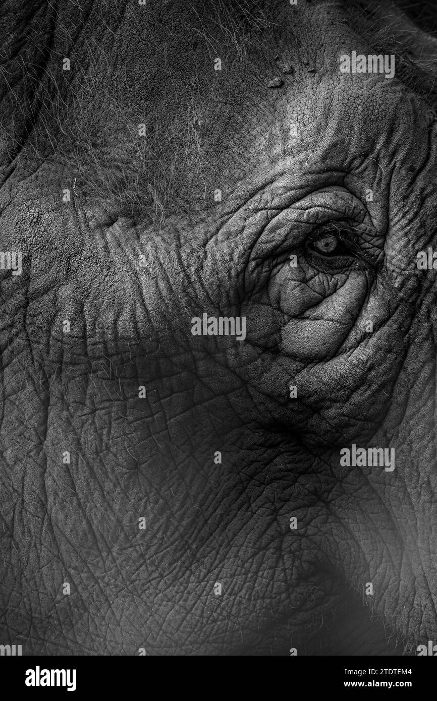 Indian white eye Black and White Stock Photos & Images Alamy