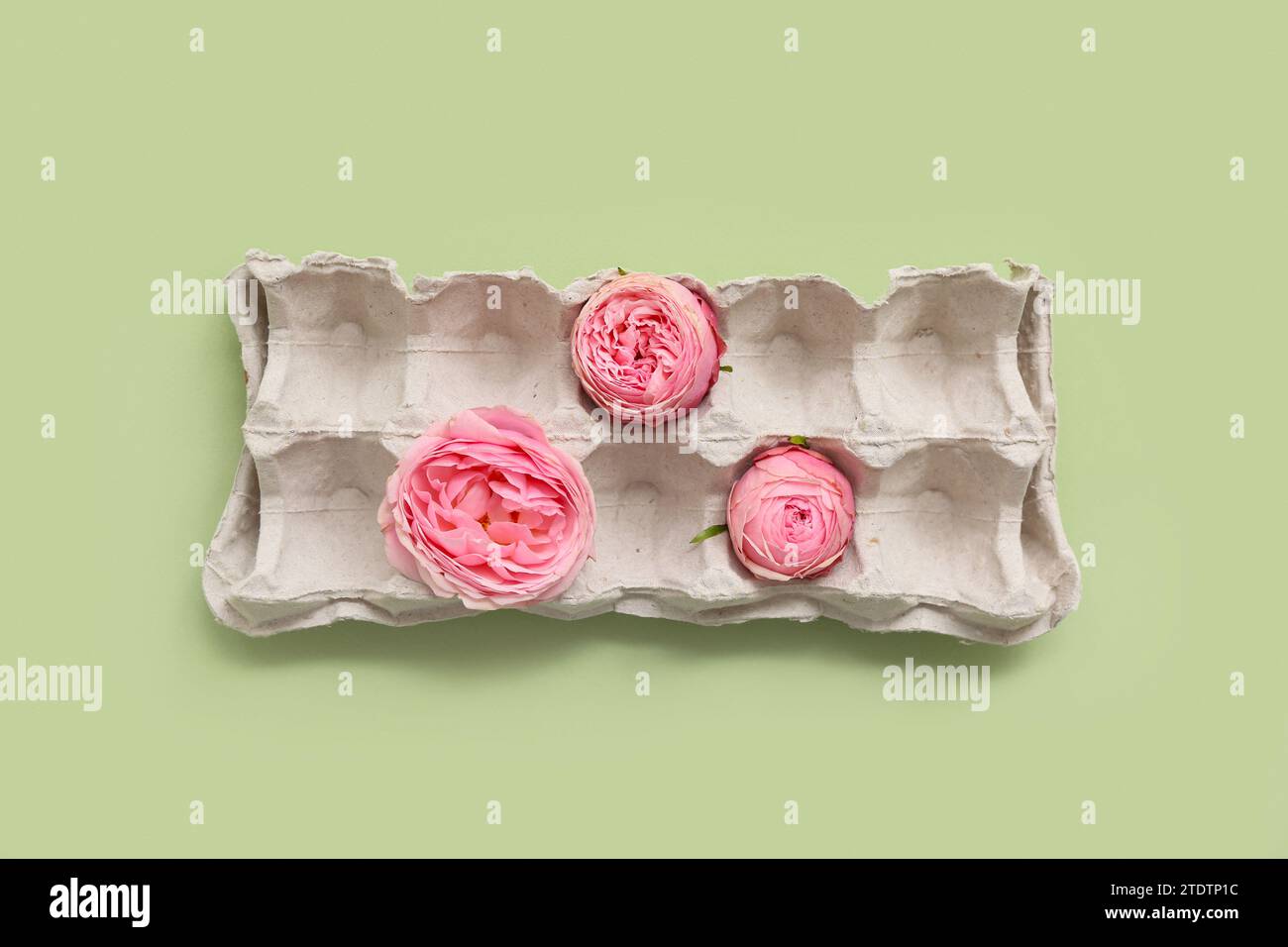 Composition with cardboard egg holder with beautiful rose flowers on color background Stock Photo