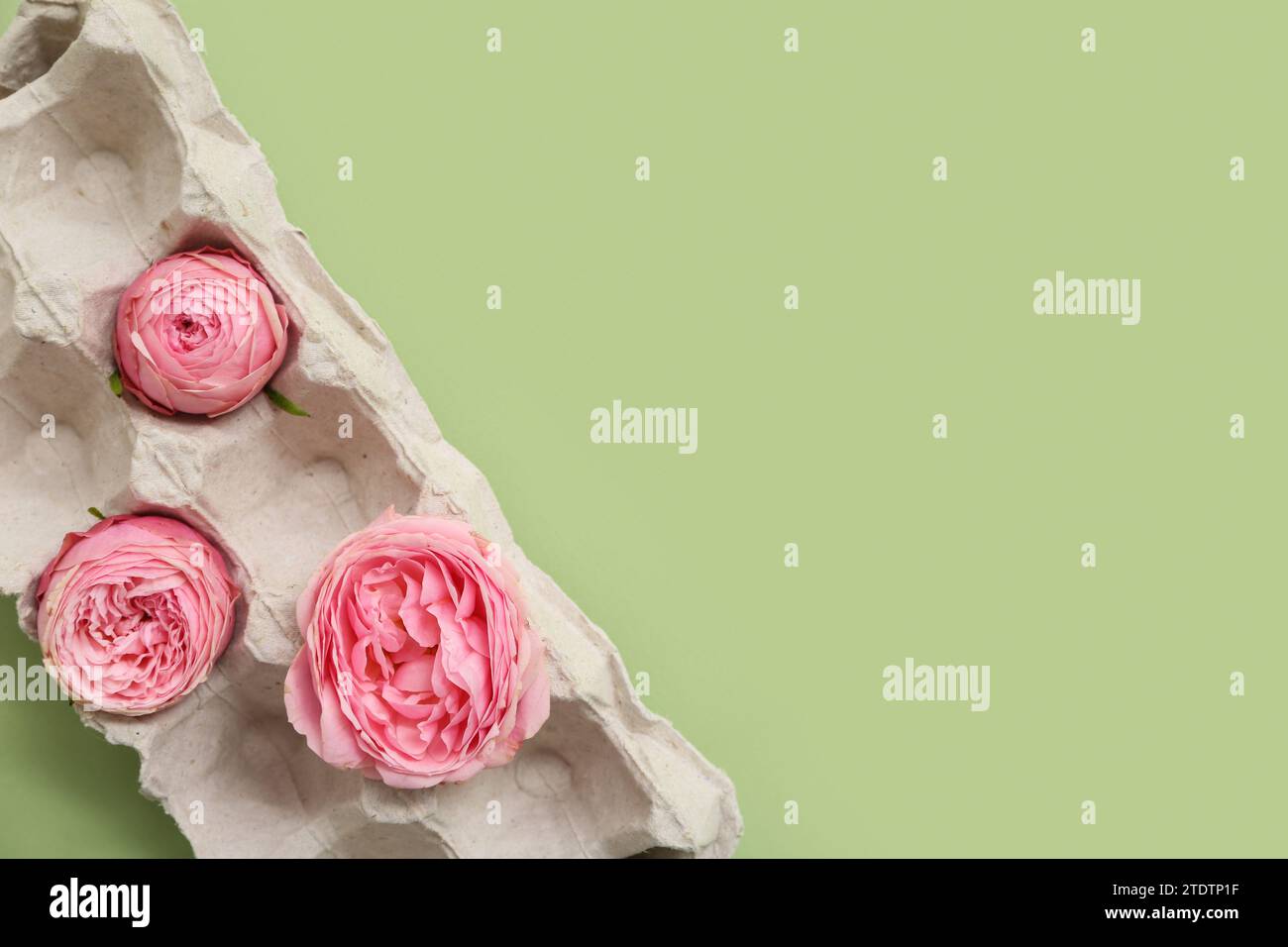 Composition with cardboard egg holder with beautiful rose flowers on color background Stock Photo