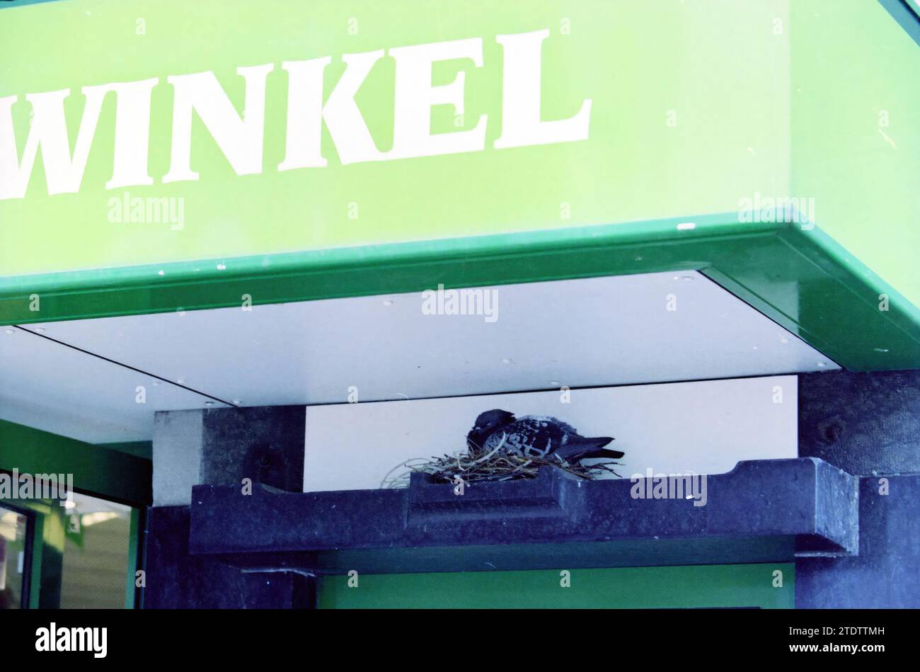 Nesting pigeon under canopy, 05-06-2001, Whizgle News from the Past, Tailored for the Future. Explore historical narratives, Dutch The Netherlands agency image with a modern perspective, bridging the gap between yesterday's events and tomorrow's insights. A timeless journey shaping the stories that shape our future Stock Photo