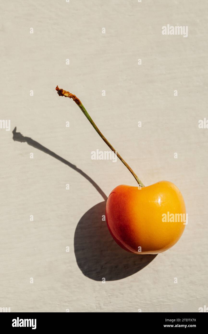 close up of yellow and red Rainier cherry with stem Stock Photo