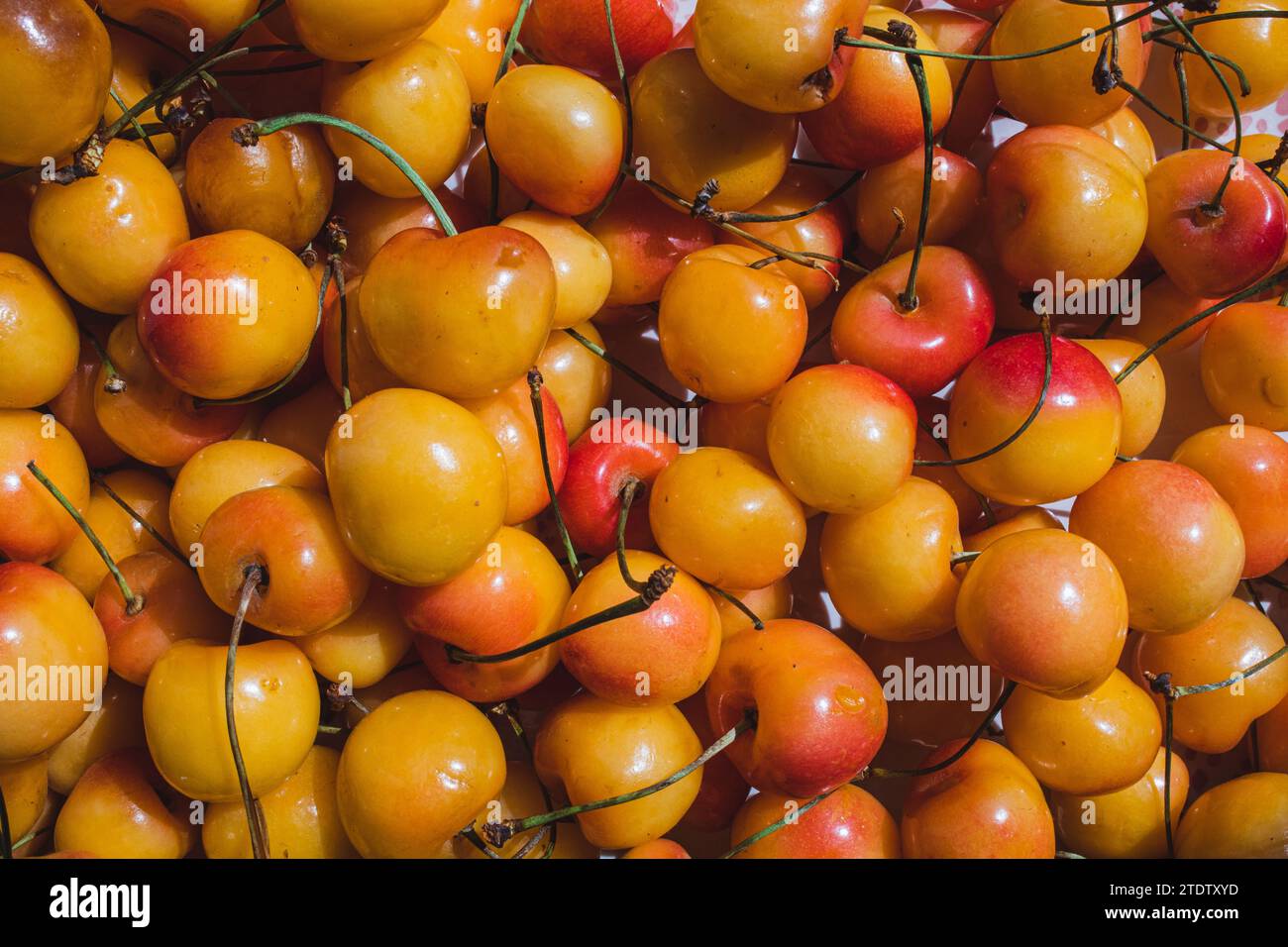 close up of yellow, red Rainier cherries, cherry fruit Stock Photo