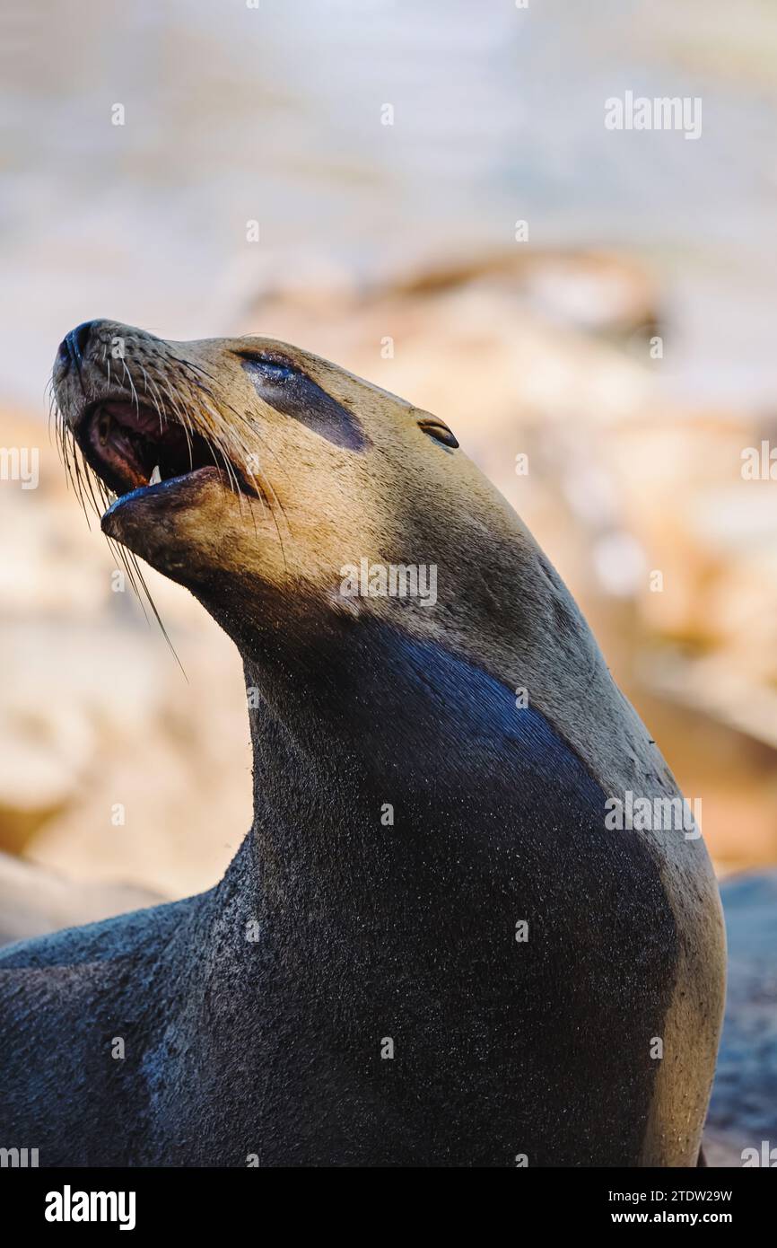 Close up us coast hi-res stock photography and images - Alamy